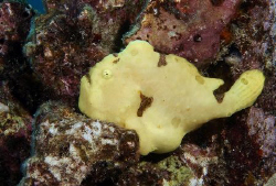 Yellow Frogfish, Kona by Andy Lerner 